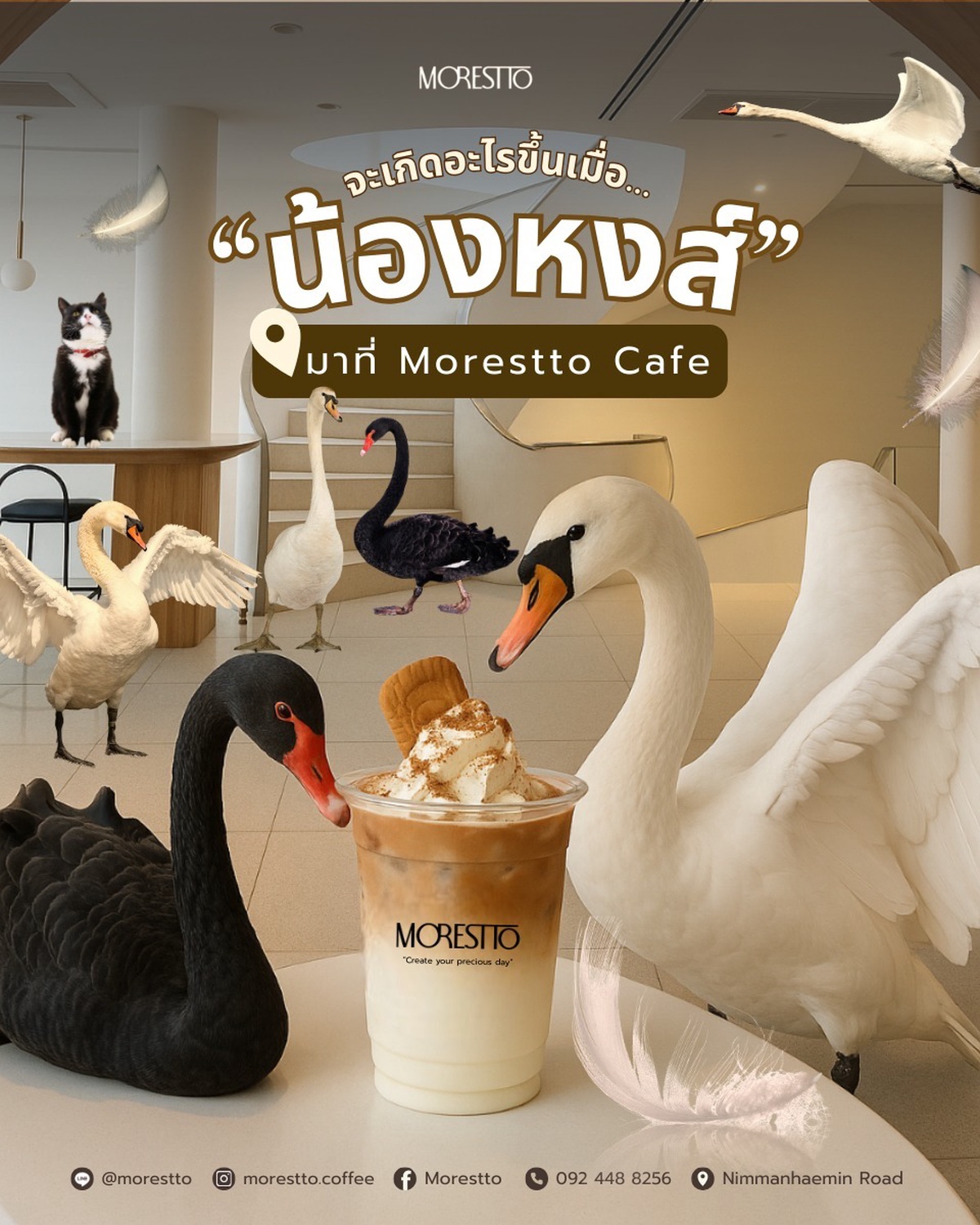 🦢 เมื่อเชียงใหม่กำลังอินกับ “น้องหงส์” … Moretto ก็พร้อมเสิร์ฟกระแสนี้ให้คุณ .